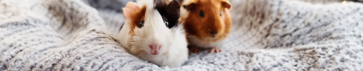 Exotic Animal Care in Seattle