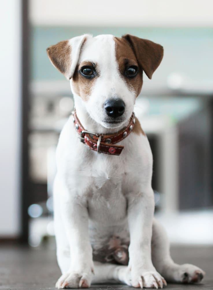 cute puppy