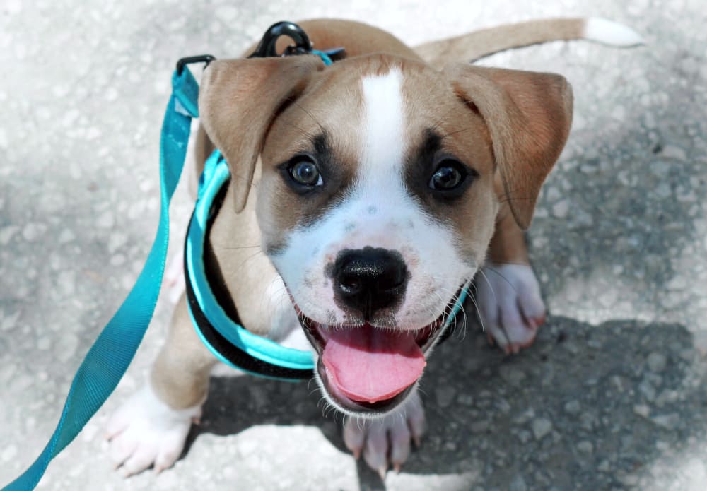 Cute puppy smiling at Seattle Pet Clinic